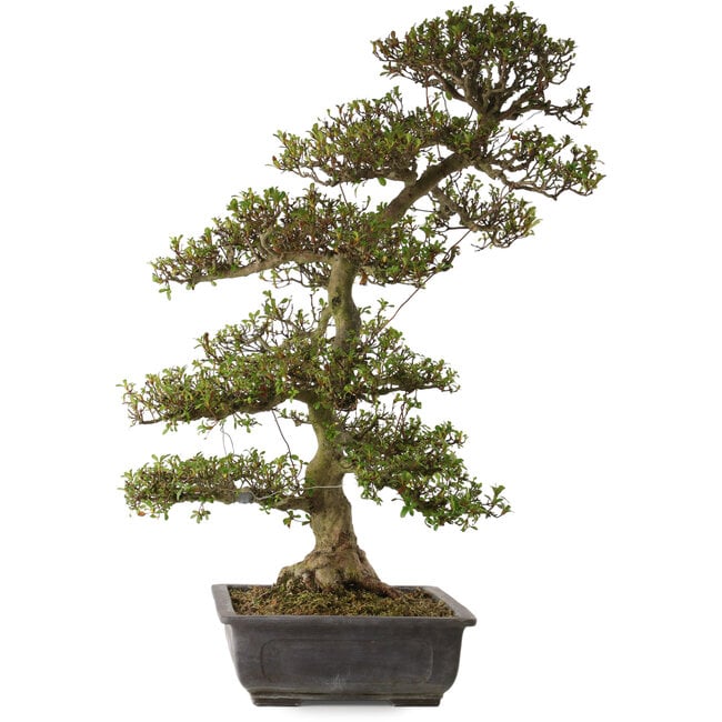 Rhododendron indicum Gyoten, 88 cm, ± 30 anni, con un nebari di 20 cm