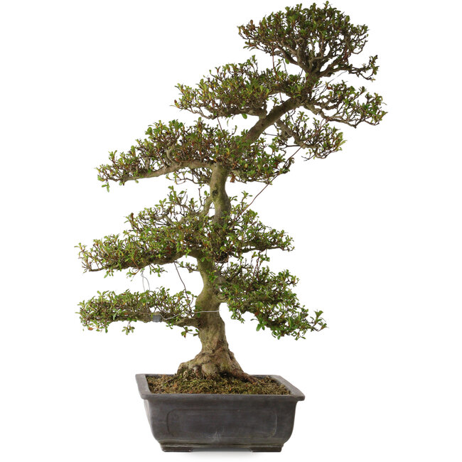 Rhododendron indicum Gyoten, 88 cm, ± 30 jaar oud, met een nebari van 20 cm