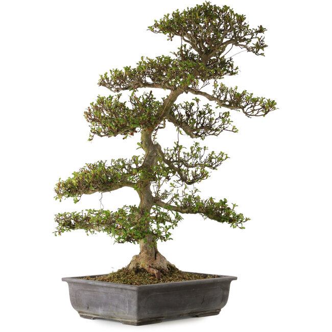 Rhododendron indicum Gyoten, 88 cm, ± 30 jaar oud, met een nebari van 20 cm