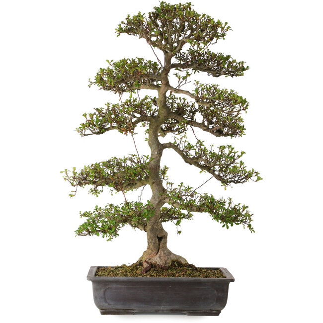 Rhododendron indicum Gyoten, 88 cm, ± 30 years old, with a nebari of 20 cm