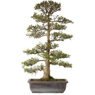 Rhododendron indicum Juko, 88 cm, ± 30 años