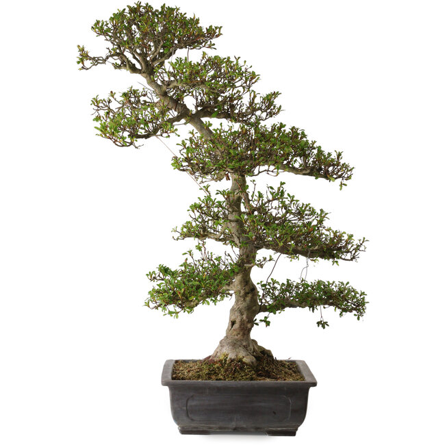 Rhododendron indicum Gyoten, 88 cm, ca. 30 Jahre alt, mit einem Wurzelhals von 20 cm