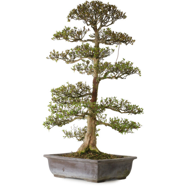 Rhododendron indicum Juko, 88 cm, ca. 30 Jahre alt, mit einem Wurzelhals von 15 cm