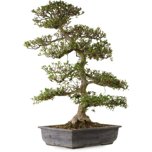 Rhododendron indicum Gyoten, 88 cm, ± 30 anni, con un nebari di 20 cm