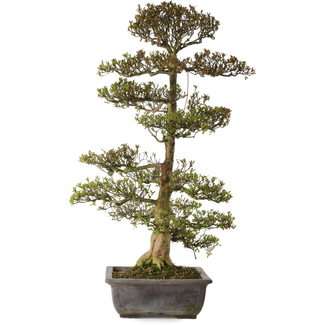 Rhododendron indicum Juko, 88 cm, ± 30 ans, avec un nebari de 15 cm