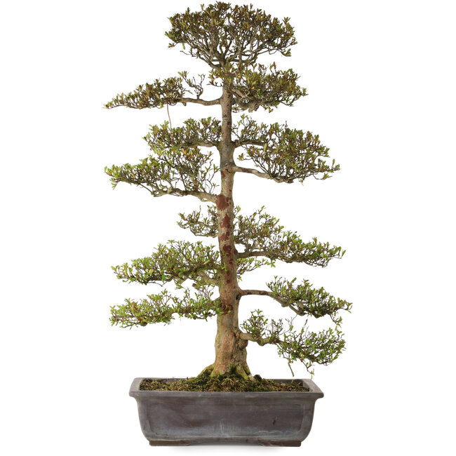 Rhododendron indicum Juko, 88 cm, ± 30 ans, avec un nebari de 15 cm