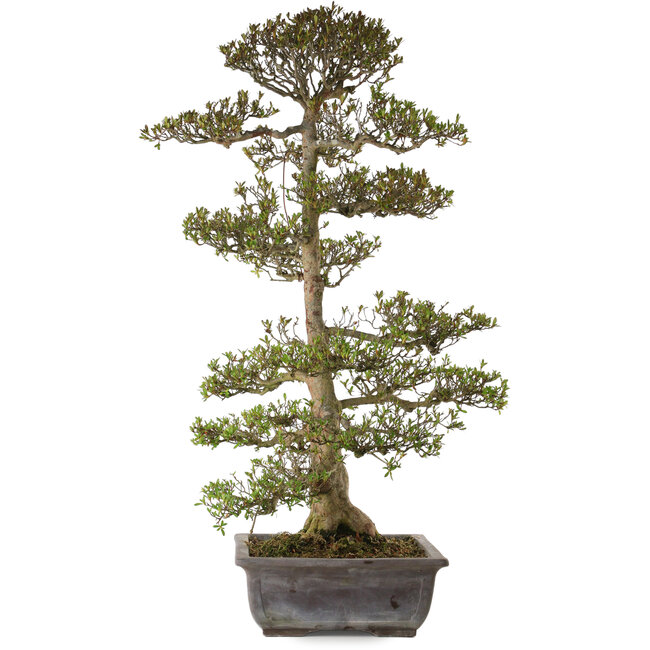 Rhododendron indicum Juko, 88 cm, ± 30 jaar oud, met een nebari van 15 cm