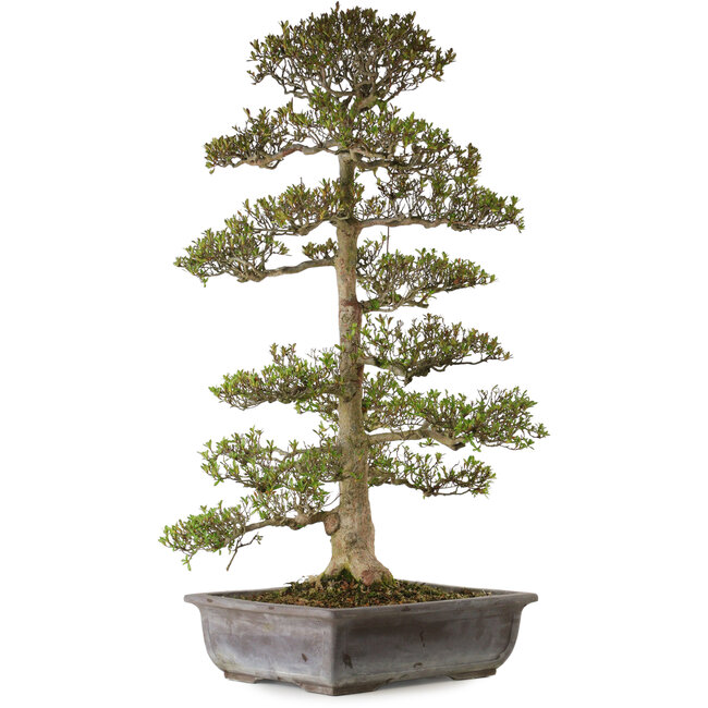 Rhododendron indicum Juko, 88 cm, ± 30 anni, con un nebari di 15 cm