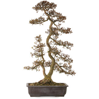 Rododendro indicum Yata-No-Kagami, 90 cm, ± 30 años