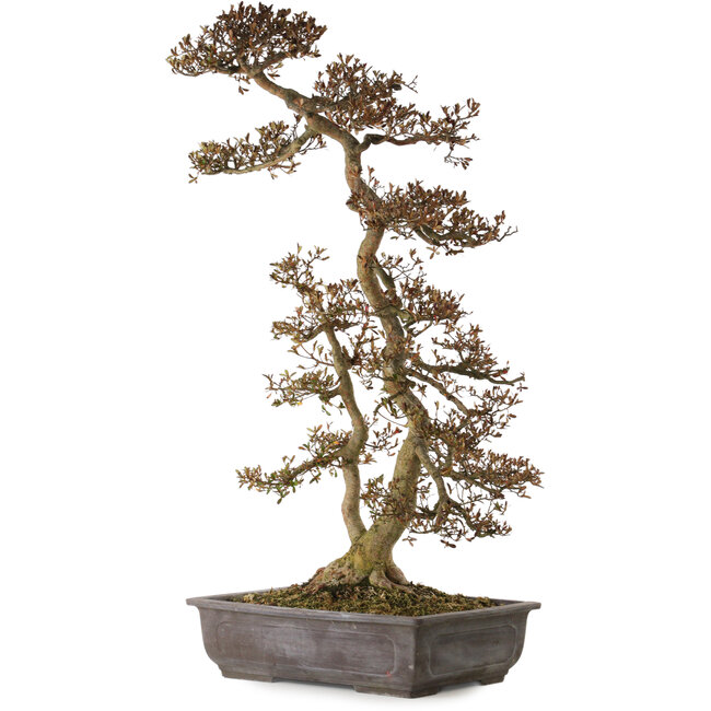 Rhododendron indicum Yata-No-Kagami, 90 cm, ± 30 ans, avec un nebari de 23 cm