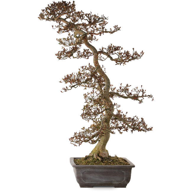 Rhododendron indicum Yata-No-Kagami, 90 cm, ± 30 anni, con un nebari di 23 cm