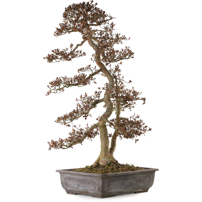 Rhododendron indicum Yata-No-Kagami, 90 cm, ± 30 años, con un nebari de 23 cm