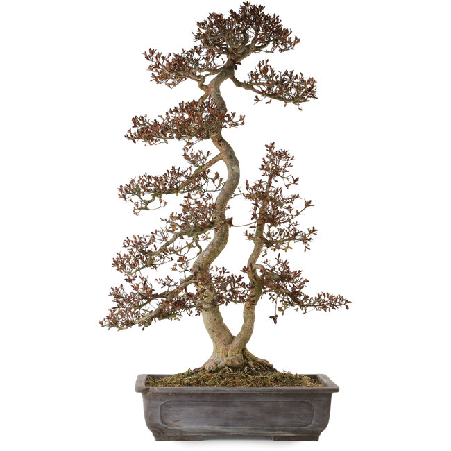 Rhododendron indicum Yata-No-Kagami, 90 cm, ca. 30 Jahre alt, mit einem Wurzelhals von 23 cm