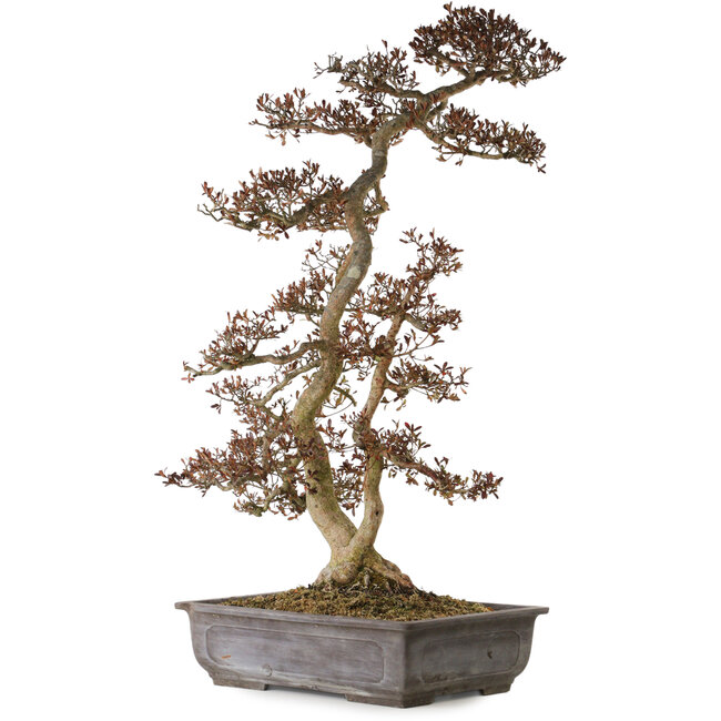 Rhododendron indicum Yata-No-Kagami, 90 cm, ± 30 anni, con un nebari di 23 cm