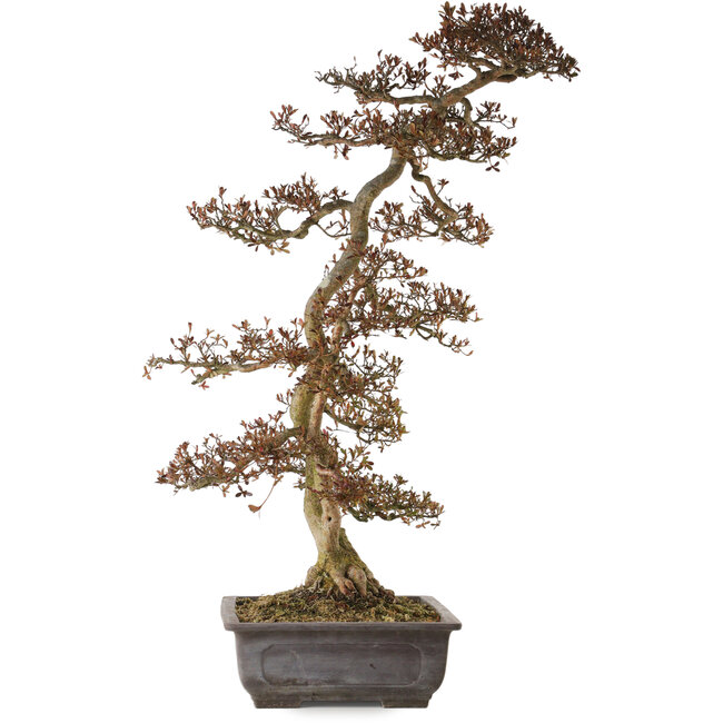 Rhododendron indicum Yata-No-Kagami, 90 cm, ± 30 years old, with a nebari of 23 cm