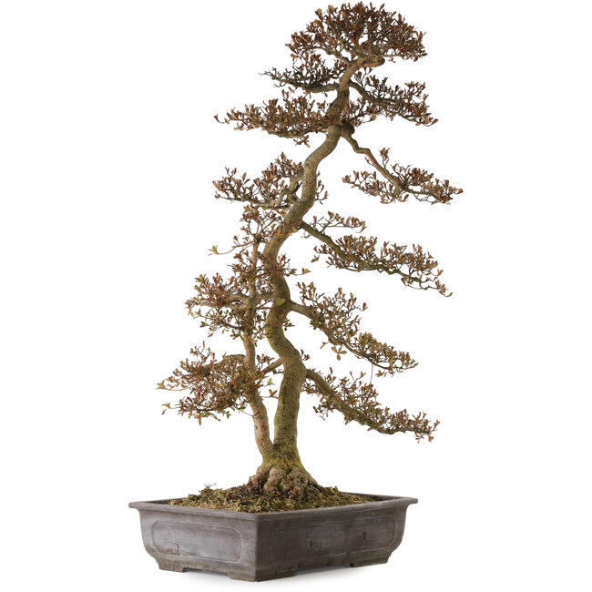 Rhododendron indicum Yata-No-Kagami, 90 cm, ± 30 años, con un nebari de 23 cm