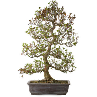 Rhododendron indicum, variëteit onbekend, 95 cm, ± 30 jaar oud