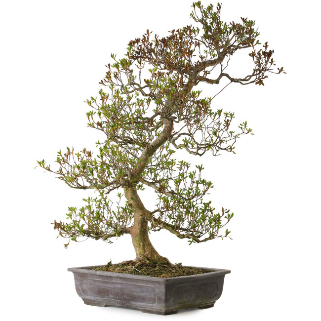 Rhododendron indicum variedad desconocida, 95 cm, ± 30 años, con un nebari de 24 cm