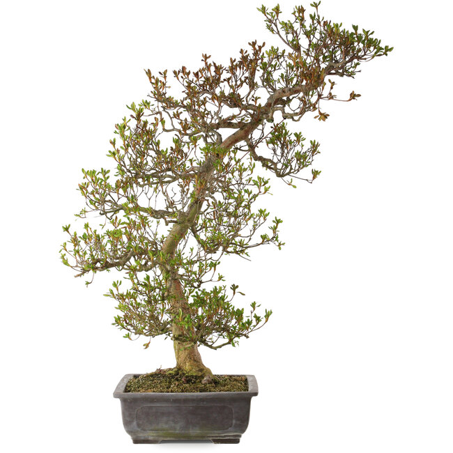 Rhododendron indicum variedad desconocida, 95 cm, ± 30 años, con un nebari de 24 cm