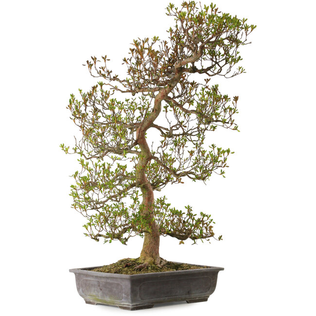 Rhododendron indicum variedad desconocida, 95 cm, ± 30 años, con un nebari de 24 cm