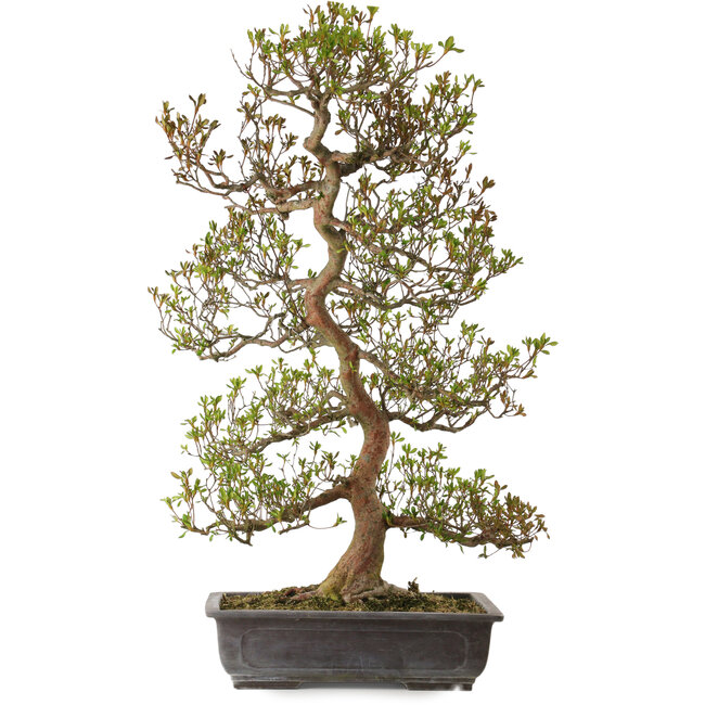 Rhododendron indicum variété inconnue, 95 cm, ± 30 ans, avec un nebari de 24 cm