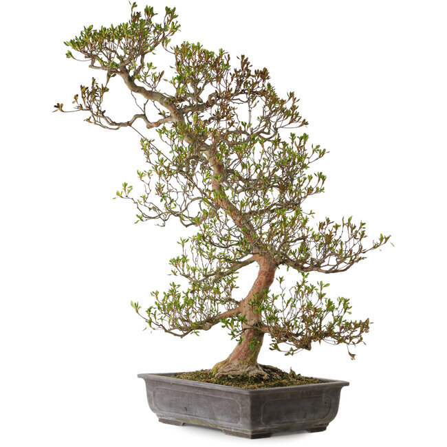 Rhododendron indicum, Sorte unbekannt, 95 cm hoch, ca. 30 Jahre alt, mit einem Wurzelhals von 24 cm