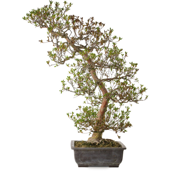Rhododendron indicum varietà sconosciuta, 95 cm, ± 30 anni, con un nebari di 24 cm