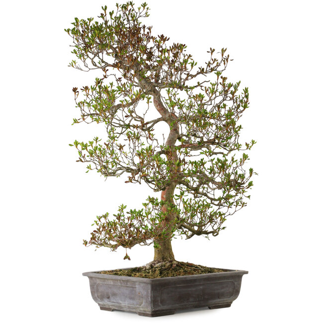 Rhododendron indicum variété inconnue, 95 cm, ± 30 ans, avec un nebari de 24 cm