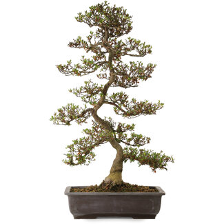 Rhododendron indicum Asuka, 86 cm, ± 30 años