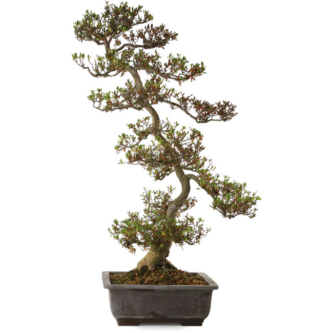 Rhododendron indicum Asuka, 86 cm, ± 30 years old, with a nebari of 13 cm