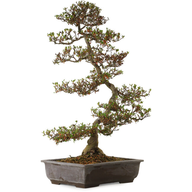 Rhododendron indicum Asuka, 86 cm, ± 30 ans, avec un nebari de 13 cm