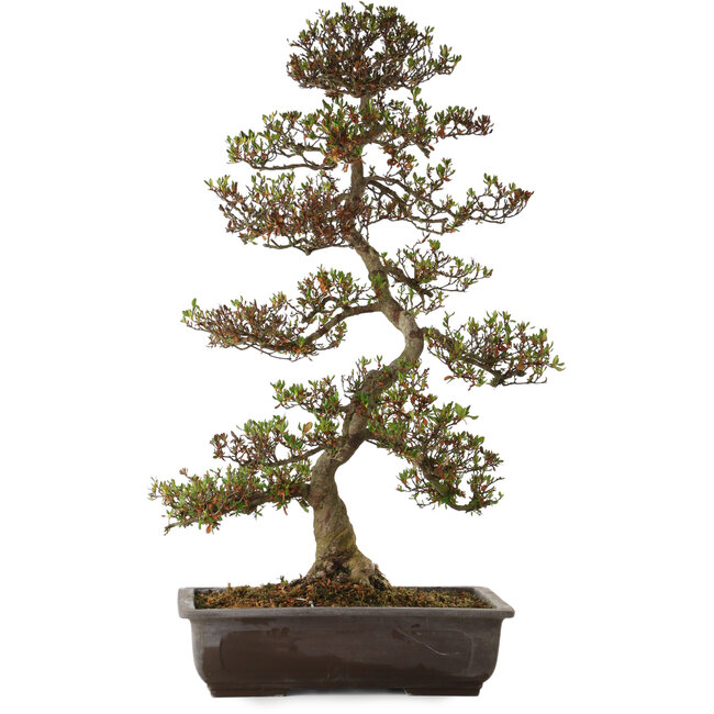 Rhododendron indicum Asuka, 86 cm, ± 30 anni, con un nebari di 13 cm