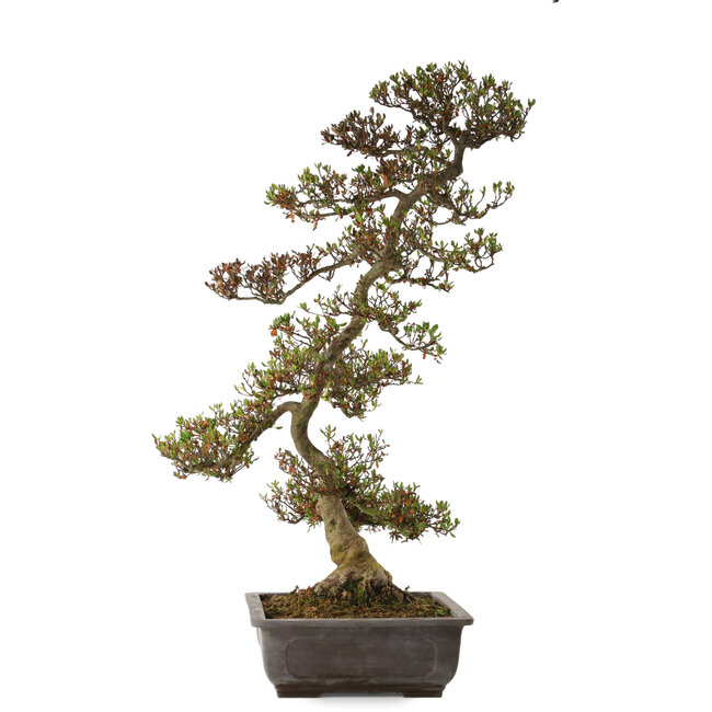 Rhododendron indicum Asuka, 86 cm, ± 30 ans, avec un nebari de 13 cm