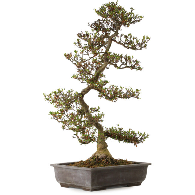 Rhododendron indicum Asuka, 86 cm, ± 30 ans, avec un nebari de 13 cm