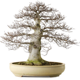 Fagus crenata, 75 cm, ± 45 anni