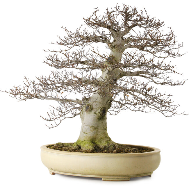 Fagus crenata, 75 cm, ± 45 anni, con un nebari di 48 cm