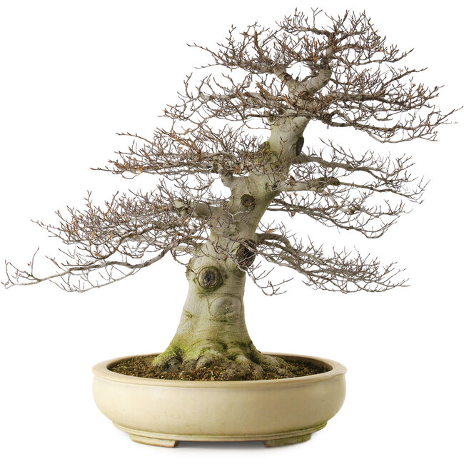 Fagus crenata, 75 cm, ± 45 anni, con un nebari di 48 cm