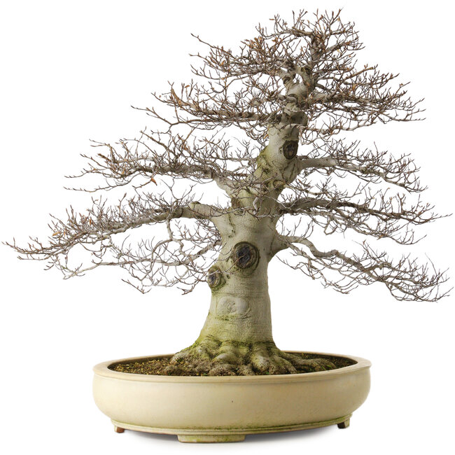 Fagus crenata, 75 cm, ± 45 years old, with a nebari of 48 cm