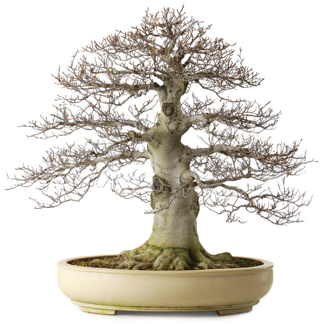 Fagus crenata, 75 cm, ± 45 ans, avec un nebari de 48 cm