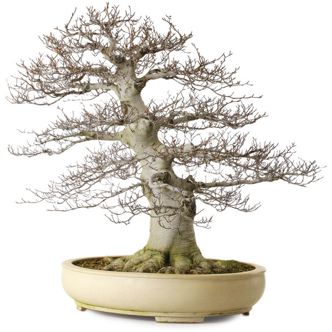 Fagus crenata, 75 cm, ± 45 years old, with a nebari of 48 cm