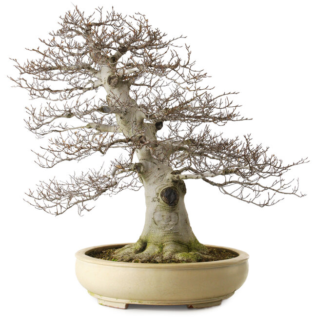 Fagus crenata, 75 cm, ± 45 Jahre alt, mit einem Wurzelhals von 48 cm