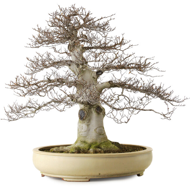 Fagus crenata, 75 cm, ± 45 ans, avec un nebari de 48 cm