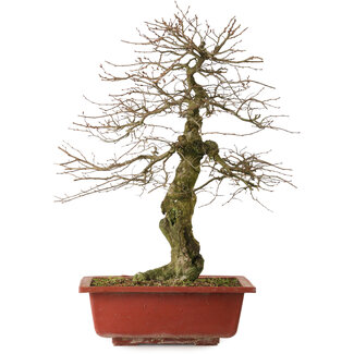 Carpinus coreana yamadori, 67 cm, ± 25 jaar oud