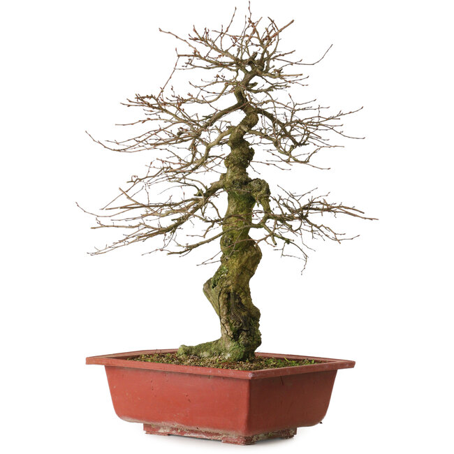 Carpinus coreana yamadori, 67 cm, ± 25 jaar oud, met een nebari van 14 cm