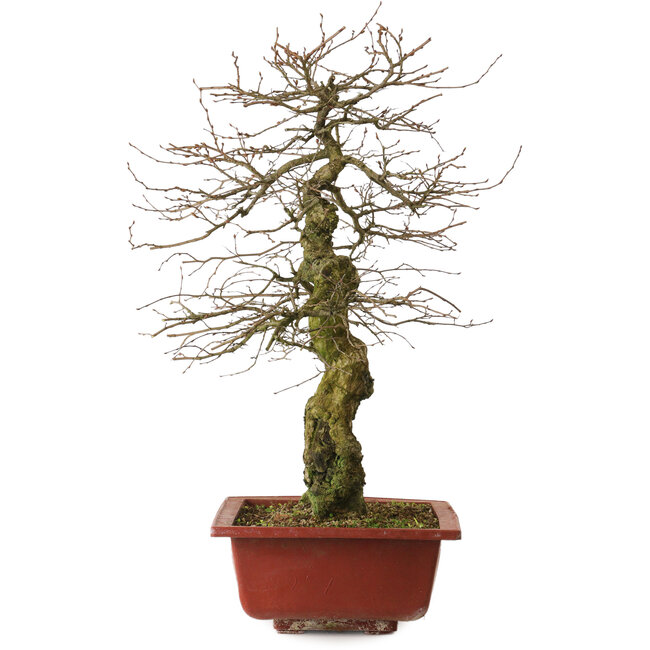 Carpinus coreana yamadori, 67 cm, ± 25 years old, with a nebari of 14 cm