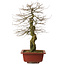 Carpinus coreana yamadori, 67 cm, ± 25 Jahre alt, mit einem Nebari von 14 cm