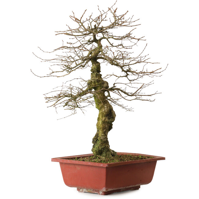 Carpinus coreana yamadori, 67 cm, ± 25 jaar oud, met een nebari van 14 cm
