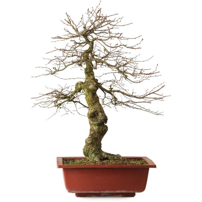 Carpinus coreana yamadori, 67 cm, ± 25 years old, with a nebari of 14 cm