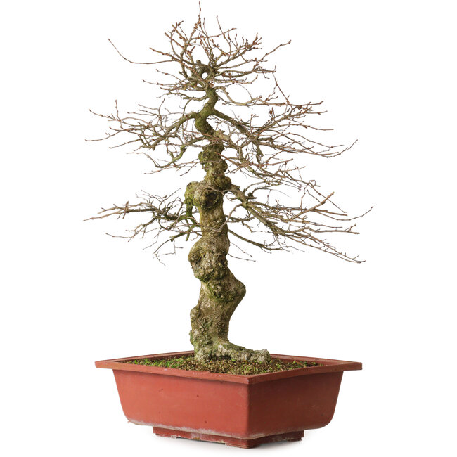 Carpinus coreana yamadori, 67 cm, ± 25 años, con un nebari de 14 cm
