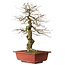 Carpinus coreana yamadori, 67 cm, ± 25 anni, con un nebari di 14 cm